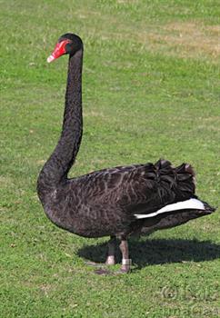 Swan on Grass